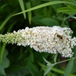 Budleja Dávidova (Buddleja Davidii) 'LITTLE WHITE BUTTERFLY CANDY'® - výška 10-20 cm, kont. C2L